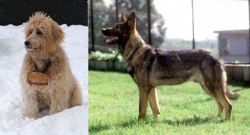 Pyredoodle vs Kunming Dog - Breed Comparison