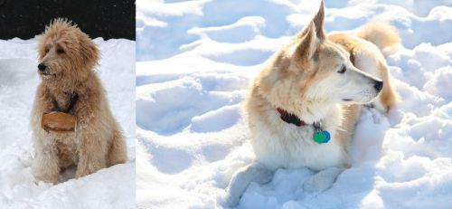 Pyredoodle vs Labrador Husky