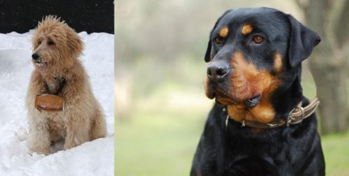 Pyredoodle vs Rottweiler - Breed Comparison