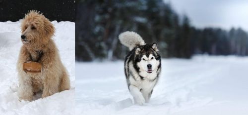 Pyredoodle vs Siberian Husky - Breed Comparison