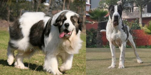Pyrenean Mastiff vs Alangu Mastiff - Breed Comparison