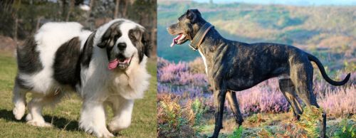 Pyrenean Mastiff vs Alaunt - Breed Comparison