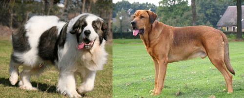 Pyrenean Mastiff vs Broholmer - Breed Comparison