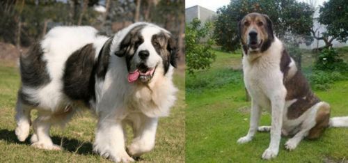 Pyrenean Mastiff vs Cao de Gado Transmontano - Breed Comparison