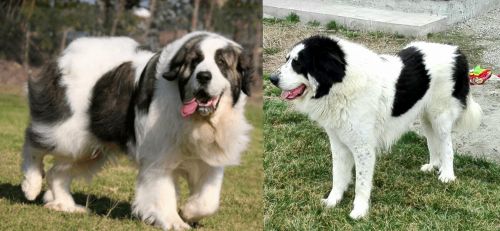 Pyrenean Mastiff vs Ciobanesc de Bucovina - Breed Comparison