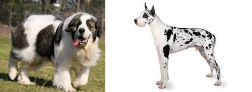 Pyrenean Mastiff vs Great Dane - Breed Comparison