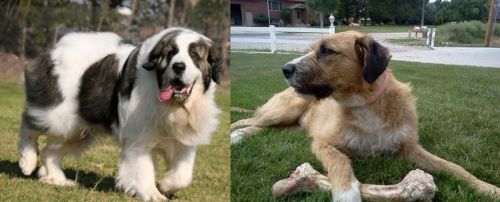 Pyrenean Mastiff vs Irish Mastiff Hound - Breed Comparison