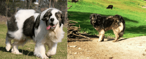 Pyrenean Mastiff vs Kars Dog - Breed Comparison