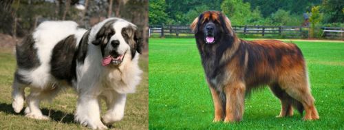 Pyrenean Mastiff vs Leonberger - Breed Comparison