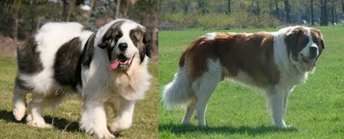 Pyrenean Mastiff vs Moscow Watchdog - Breed Comparison