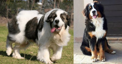 Pyrenean Mastiff vs Mountain Burmese - Breed Comparison