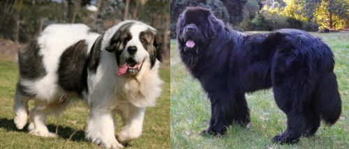 Pyrenean Mastiff vs Newfoundland Dog - Breed Comparison
