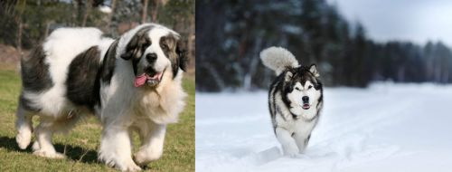 Pyrenean Mastiff vs Siberian Husky - Breed Comparison