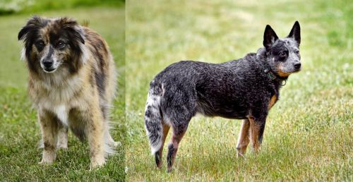 Pyrenean Shepherd vs Austrailian Blue Heeler - Breed Comparison