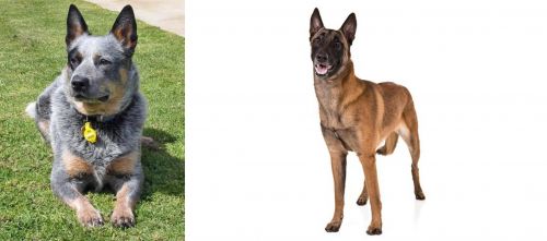 Queensland Heeler vs Belgian Shepherd Dog (Malinois) - Breed Comparison