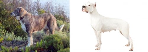 Rafeiro do Alentejo vs Argentine Dogo - Breed Comparison