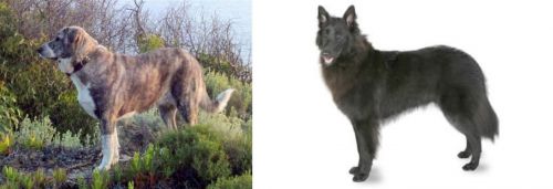 Rafeiro do Alentejo vs Belgian Shepherd - Breed Comparison