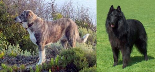Rafeiro do Alentejo vs Belgian Shepherd Dog (Groenendael) - Breed Comparison