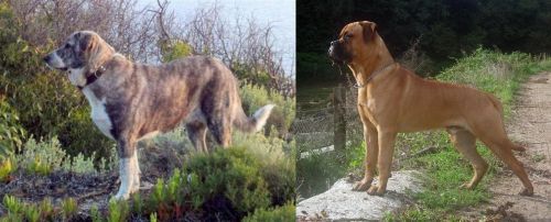 Rafeiro do Alentejo vs Bullmastiff - Breed Comparison
