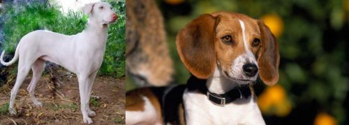 Rajapalayam vs American Foxhound - Breed Comparison