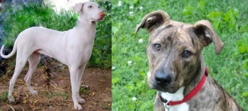Rajapalayam vs Mountain Cur - Breed Comparison