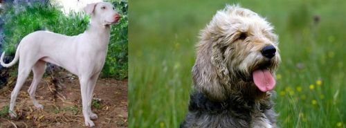 Rajapalayam vs Otterhound - Breed Comparison