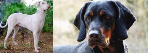 Rajapalayam vs Polish Hunting Dog - Breed Comparison