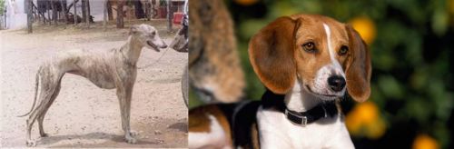 Rampur Greyhound vs American Foxhound - Breed Comparison
