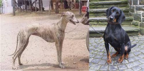 Rampur Greyhound vs Austrian Black and Tan Hound - Breed Comparison