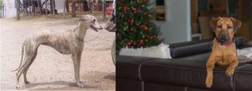 Rampur Greyhound vs Black Mouth Cur - Breed Comparison
