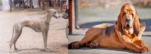 Rampur Greyhound vs Bloodhound