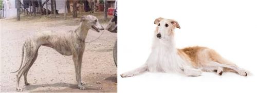 Rampur Greyhound vs Borzoi - Breed Comparison