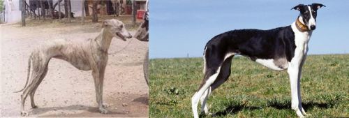 Rampur Greyhound vs Chart Polski - Breed Comparison