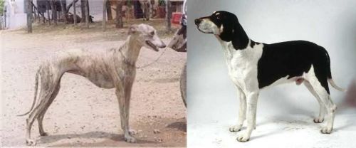 Rampur Greyhound vs Francais Blanc et Noir - Breed Comparison