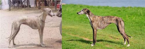 Rampur Greyhound vs Galgo Espanol - Breed Comparison