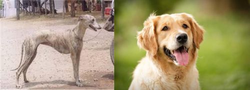 Rampur Greyhound vs Golden Retriever