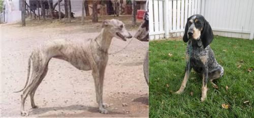 Rampur Greyhound vs Grand Bleu de Gascogne - Breed Comparison