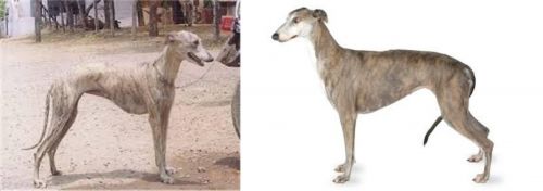 Rampur Greyhound vs Greyhound - Breed Comparison