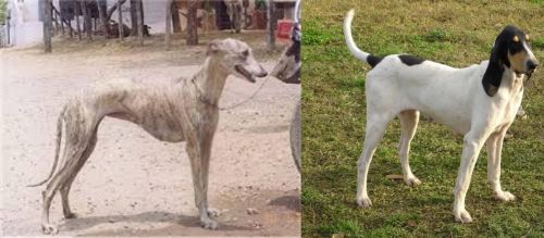 Rampur Greyhound vs Petit Gascon Saintongeois - Breed Comparison