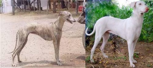 Rampur Greyhound vs Rajapalayam