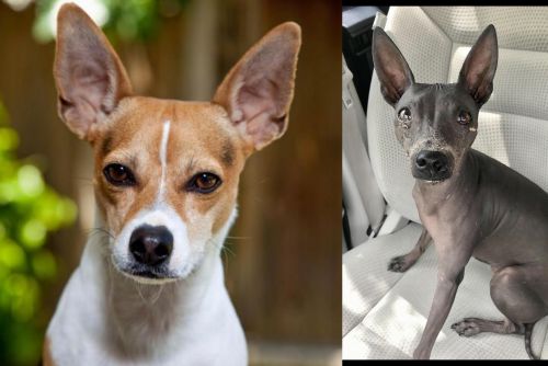 Rat Terrier vs American Hairless Terrier - Breed Comparison
