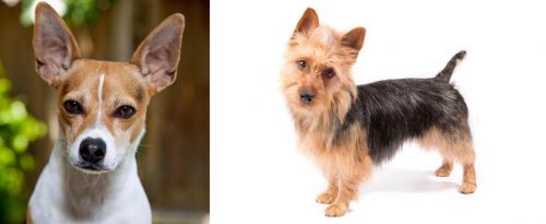 Rat Terrier vs Australian Terrier - Breed Comparison