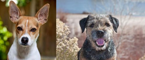 Rat Terrier vs Border Terrier - Breed Comparison