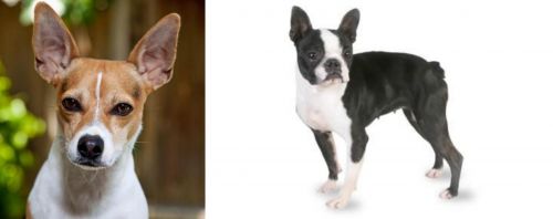 Rat Terrier vs Boston Terrier
