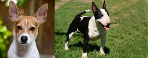 Rat Terrier vs Bull Terrier Miniature - Breed Comparison