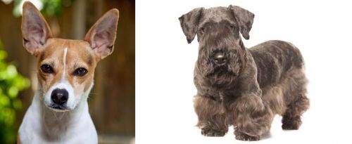 Rat Terrier vs Cesky Terrier - Breed Comparison