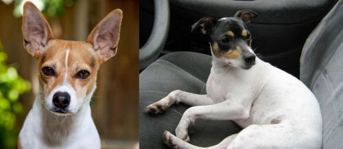 Rat Terrier vs Chilean Fox Terrier