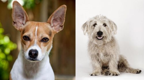 Rat Terrier vs Glen of Imaal Terrier - Breed Comparison