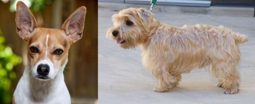Rat Terrier vs Lucas Terrier - Breed Comparison