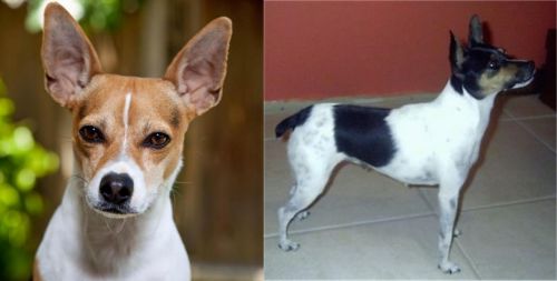 Rat Terrier vs Miniature Fox Terrier - Breed Comparison